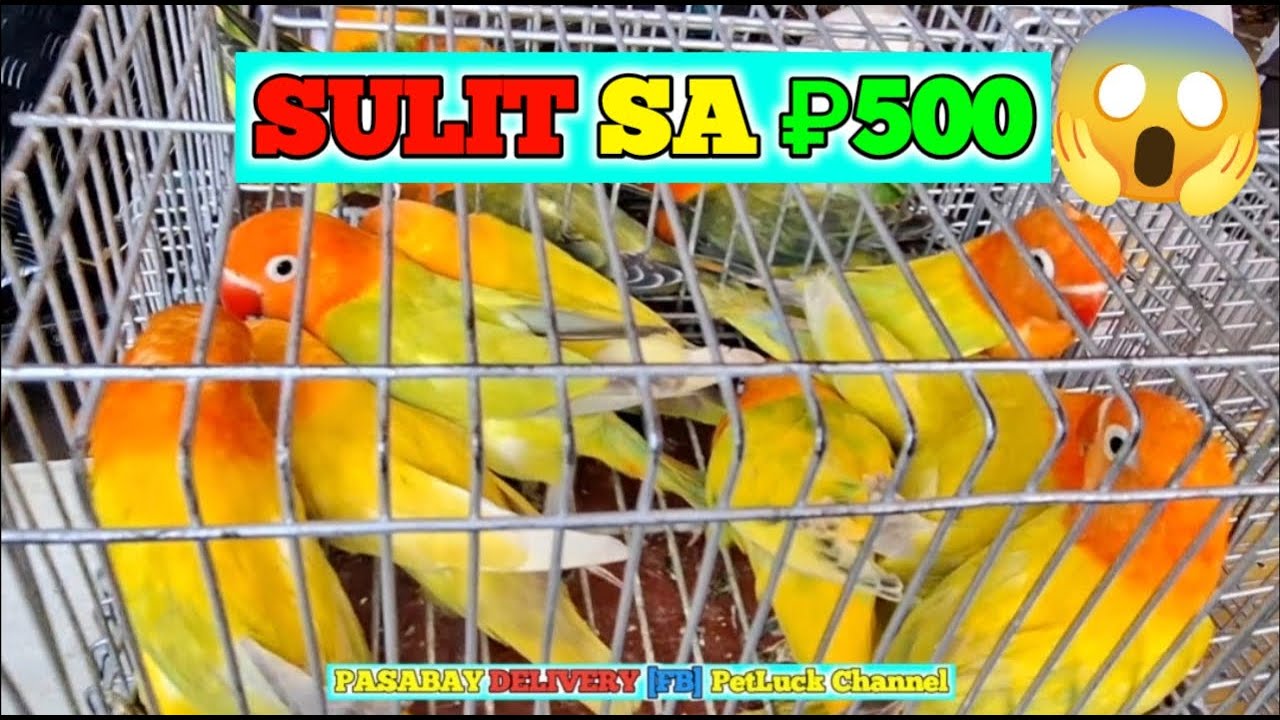 LOVEBIRDS SUPER SALE SA HULONG DUHAT MALABON