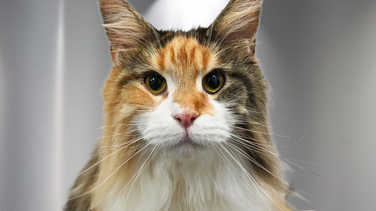This Aggressive Calico Maine Coon Needed Sedation...But Then Surprised Me!