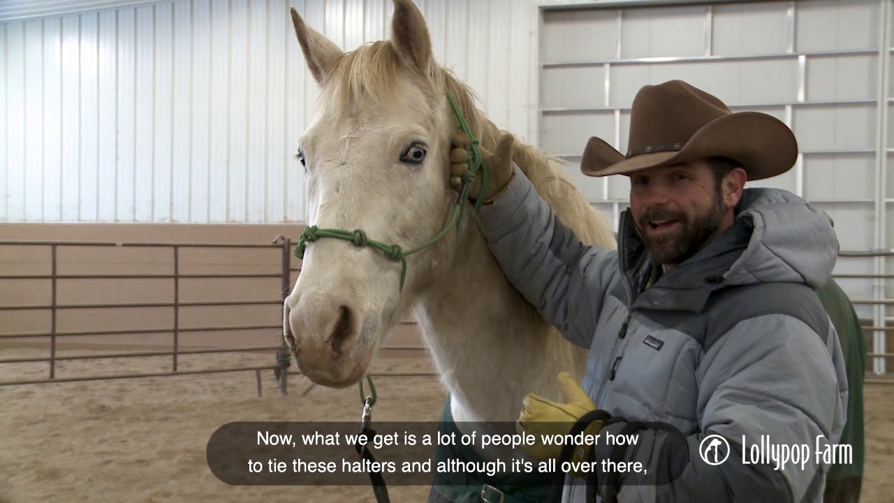 Equine Program Training Tips: Using a Rope Halter