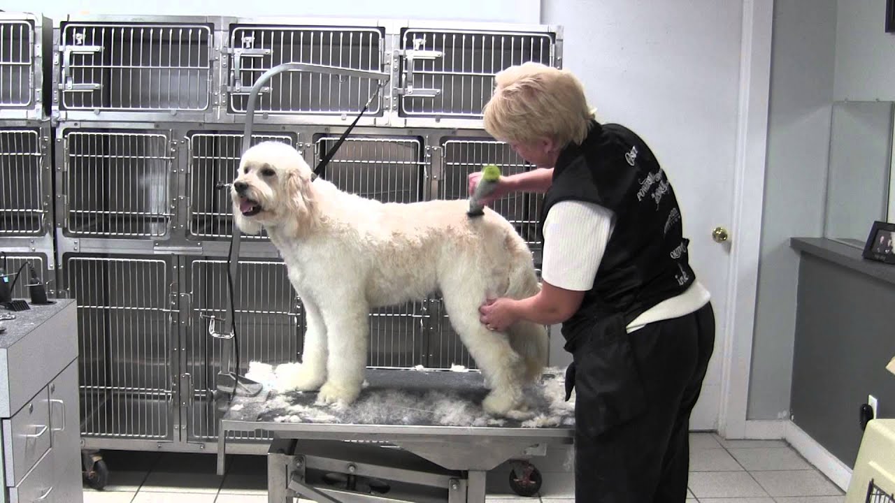 Golden Doodle- Body- Second Time Over
