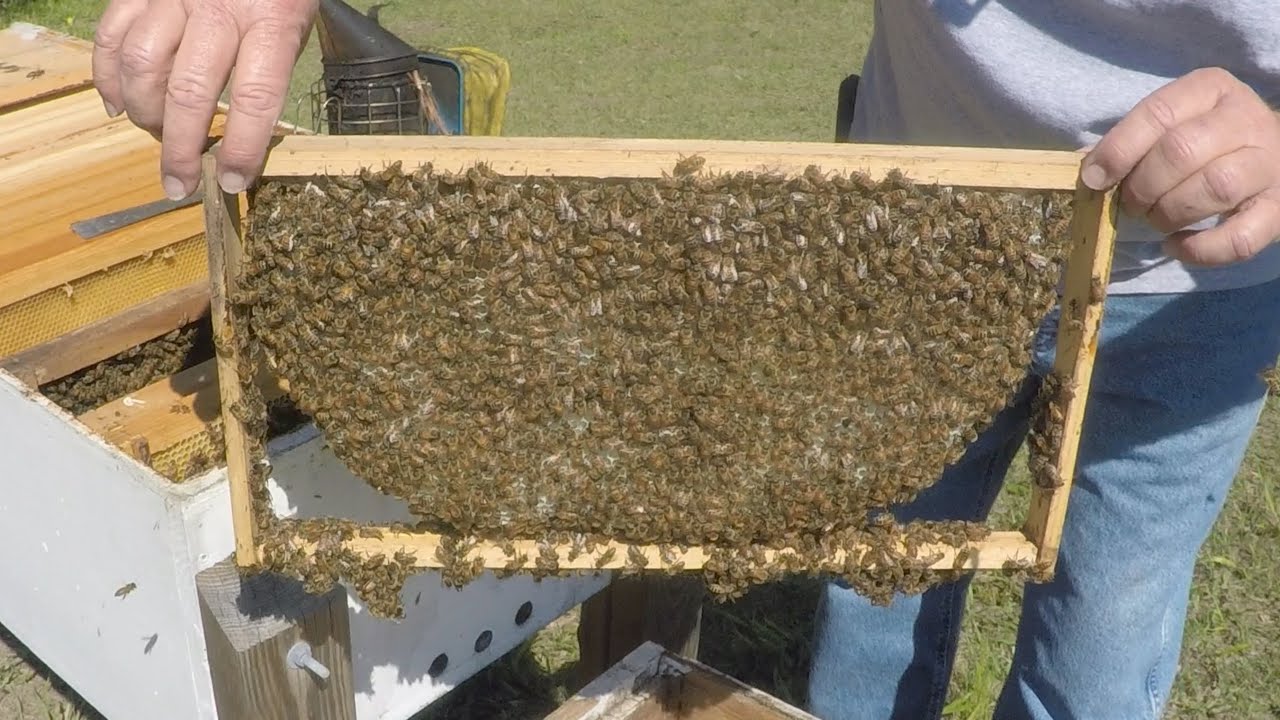 Swarm Trap Catch 3-22-2023 | Moving Them to a Long Langstroth Hive