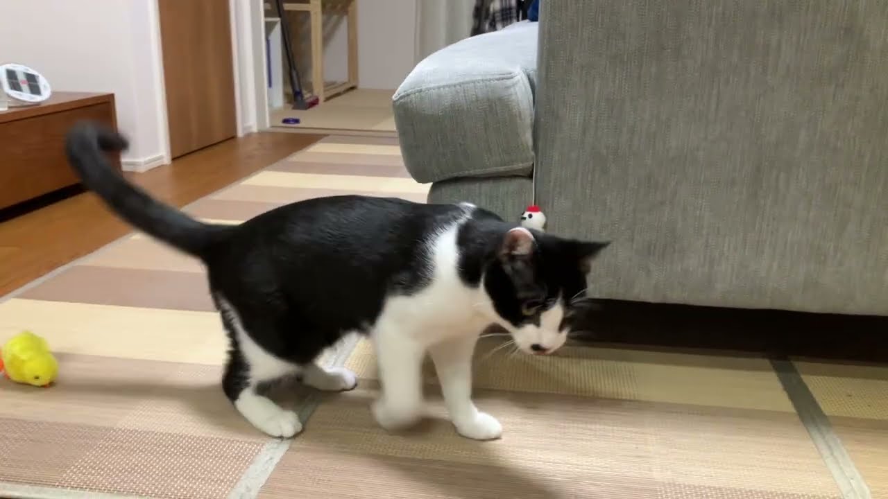 百均のおもちゃで充分楽しく過ごす夕方のキャベツ