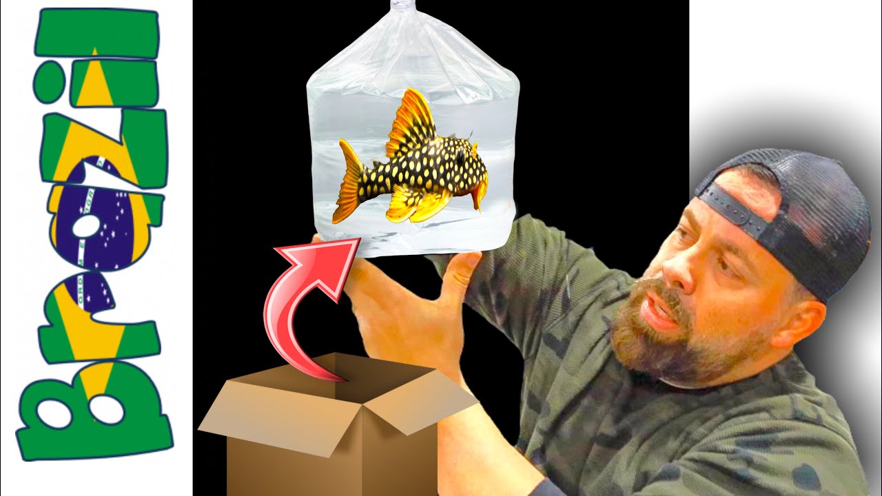 FULL FISH STOCK UPDATE! HUNDREDS OF SPECIES - *warning live feeding*