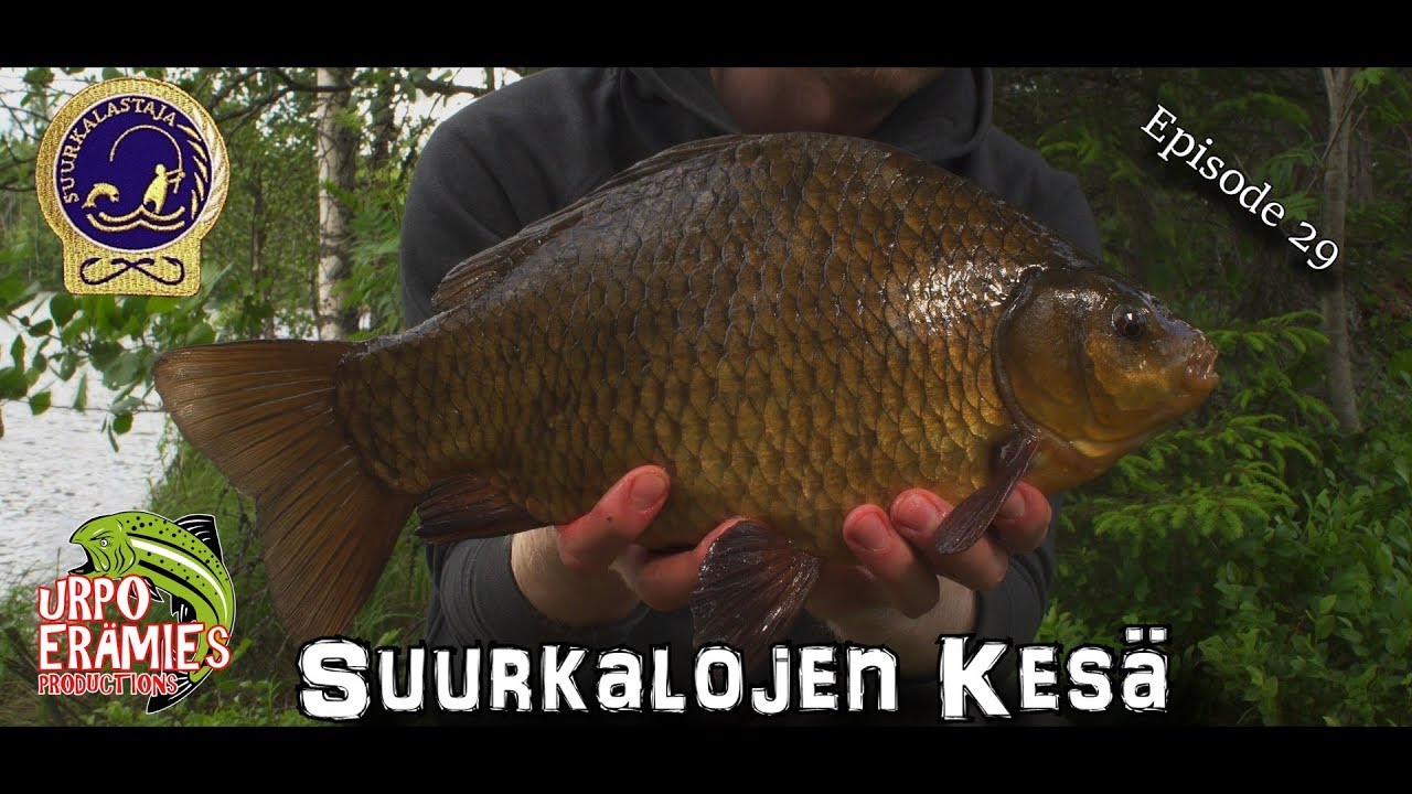 Suurkalojen kesä