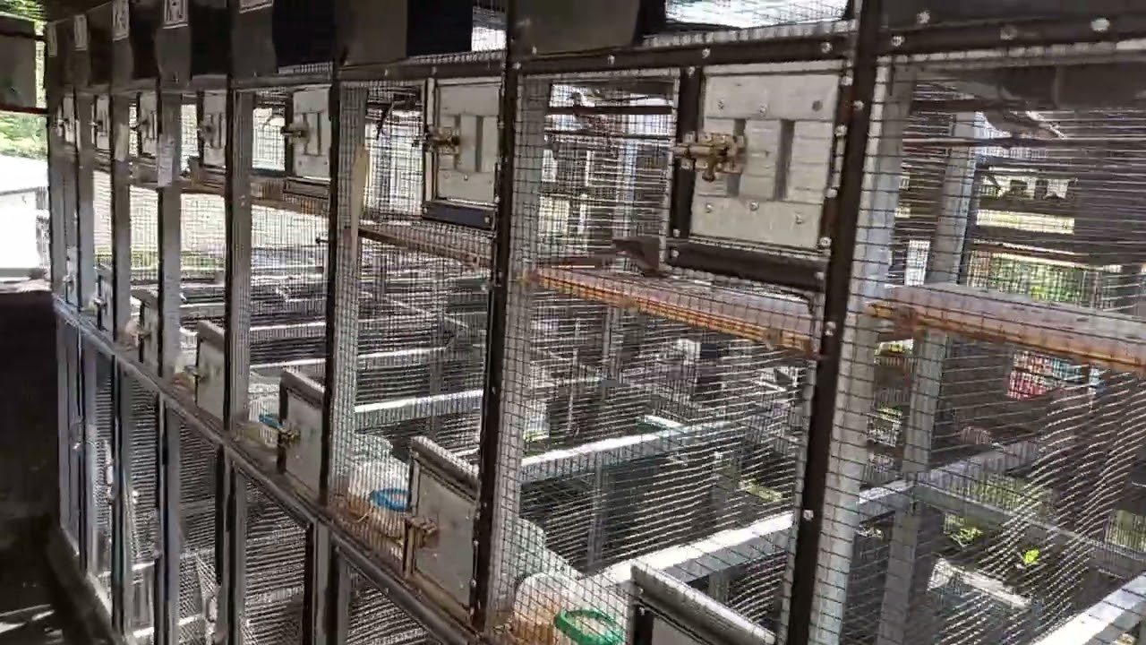 Kandang ternak perkutut _ Peternak perkutut bangkok