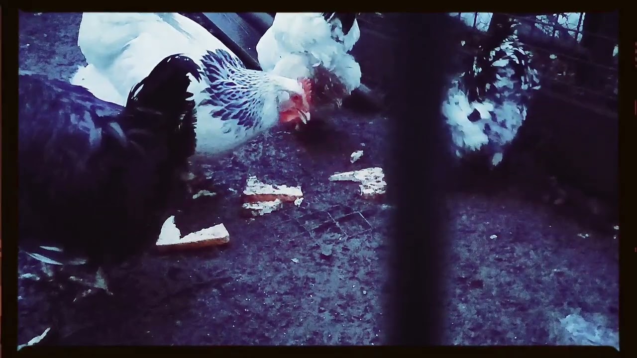 Chicken Like Bread | Dark jam 