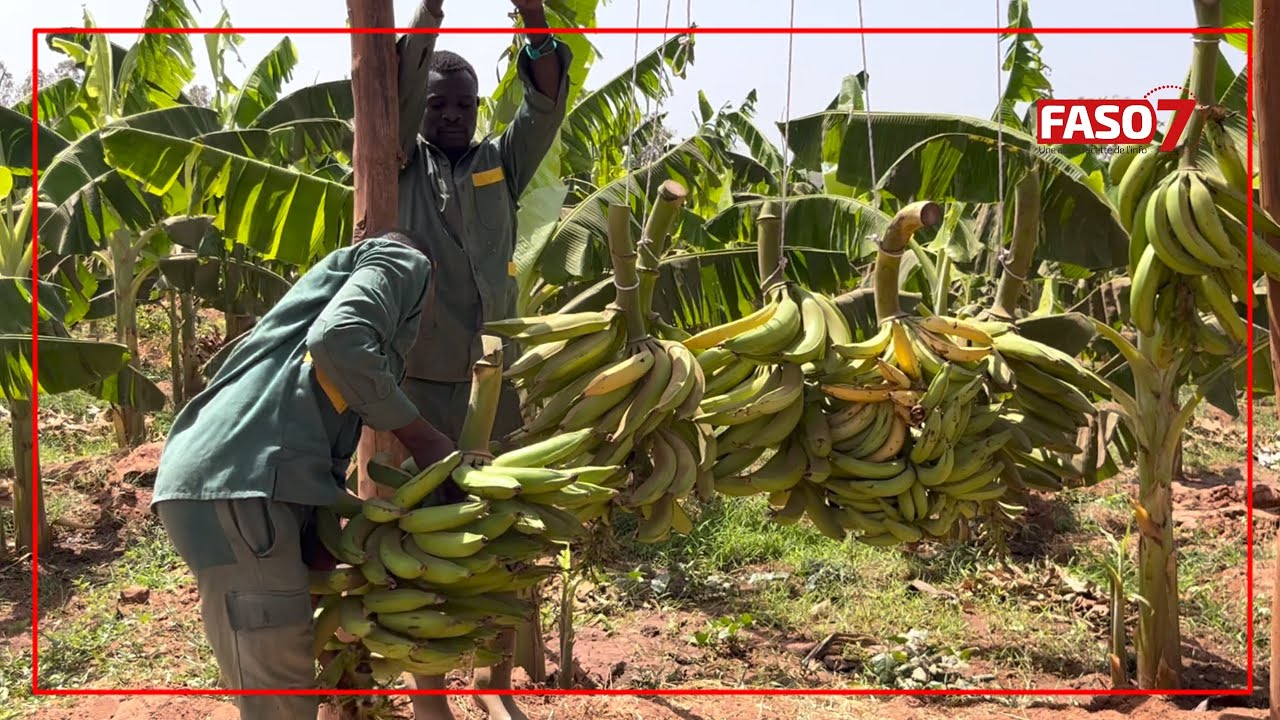 Burkina Faso : 5ᵉ récolte de banane plantain chez NAFASO à Bobo-Dioulasso