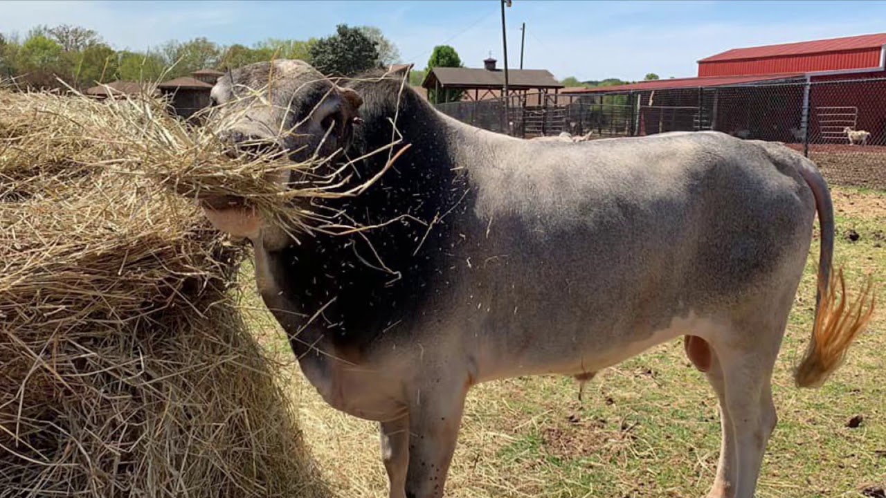 Cookie & Norman the Zebu Cows - Noah&rsquo;s Ark Animal Sanctuary