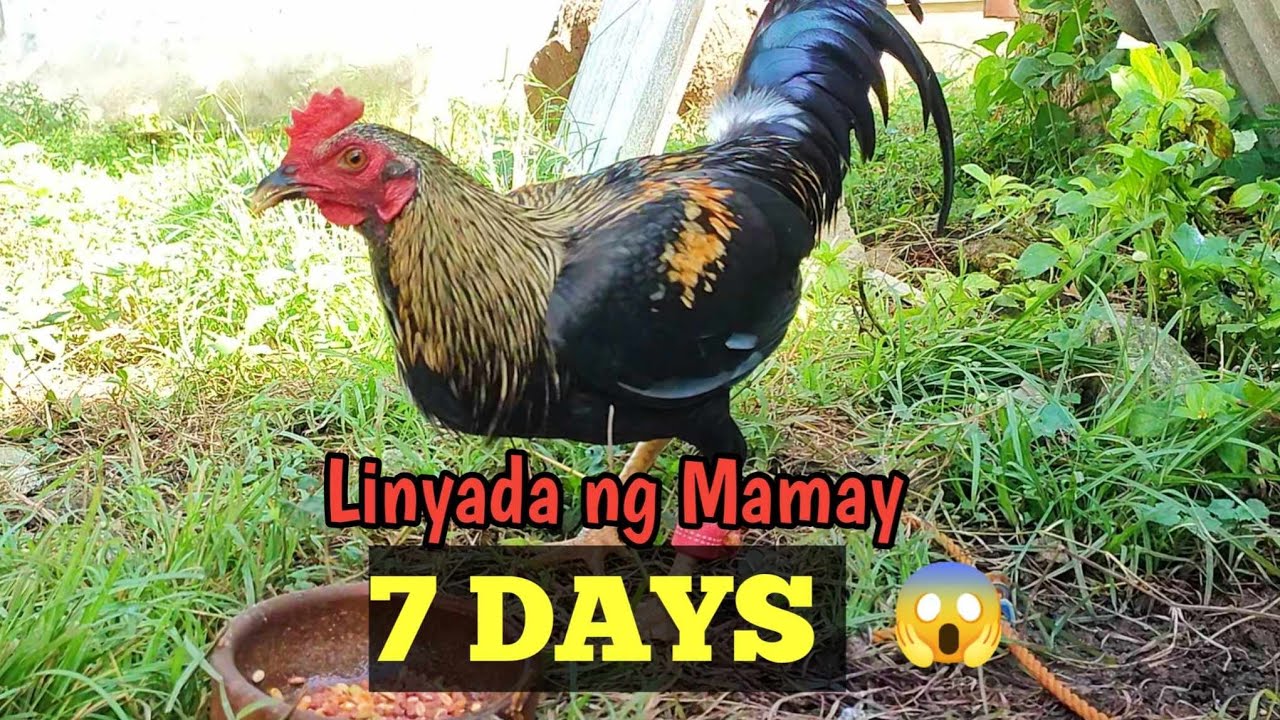 7 Days | Linyada ng Nanay