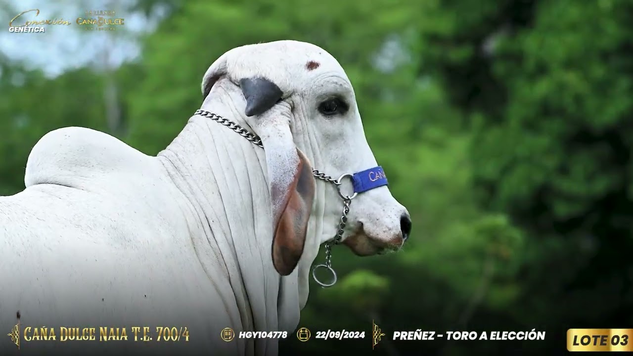 Lote 03 - 700/4