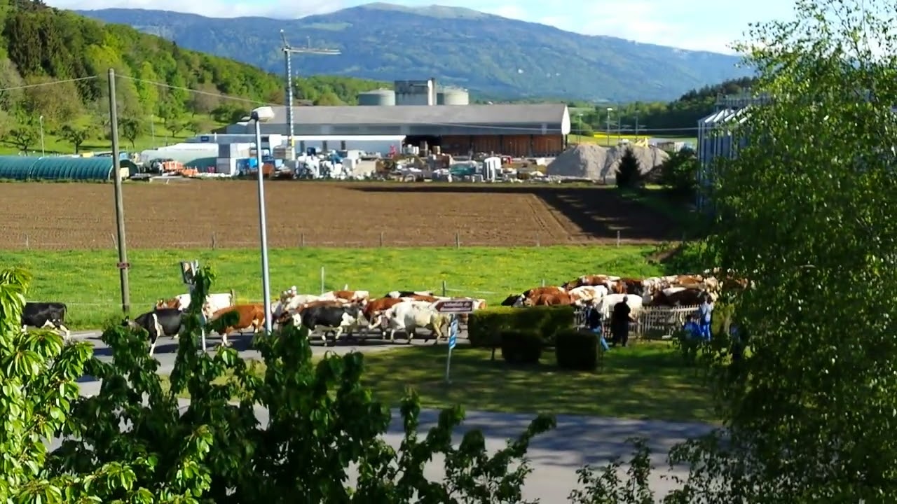2014 05 Départ des vaches