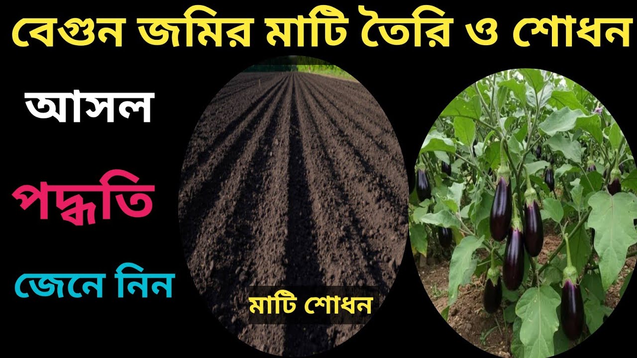 বেগুন জমির মাটি তৈরি ও শোধন করার 100% সঠিক নিয়ম পদ্ধতি//বেগুন গাছের সঠিক পরিচর্যা💯