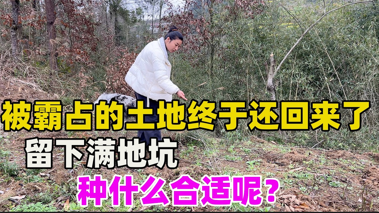 被霸占两年的土地终于物归原主，树苗移走后留下满地坑，为了不再被霸占，我们种什么适合呢？