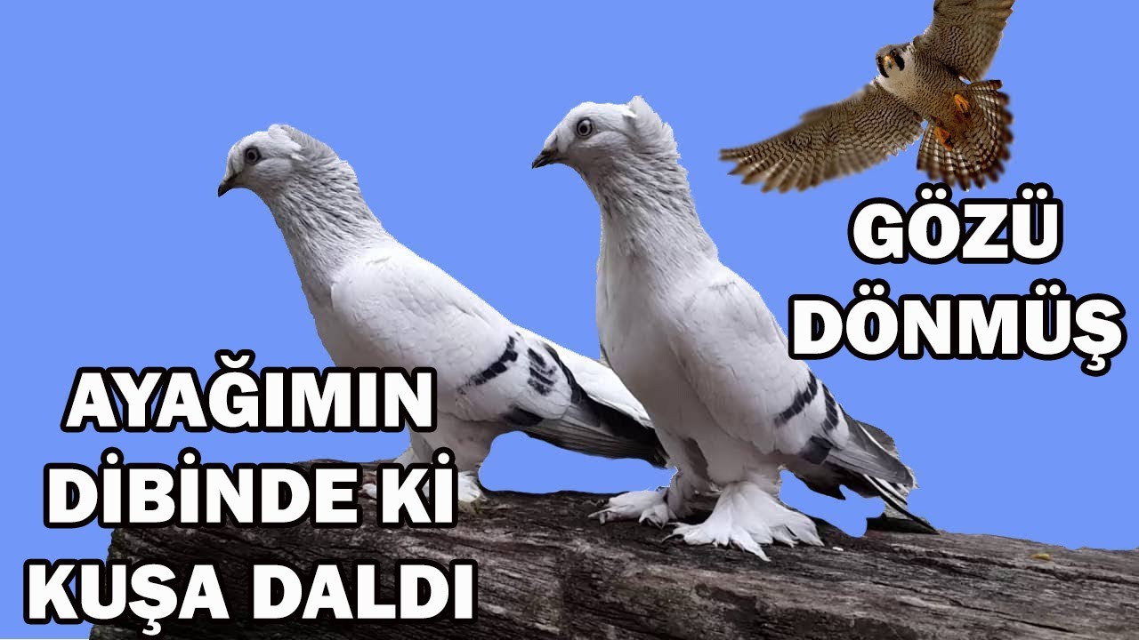 ATMACANIN GÖZÜ DÖNMÜŞ ÖNÜNE ÇIKANA DALIYOR hawk attack Falcom pelegrinus atackked