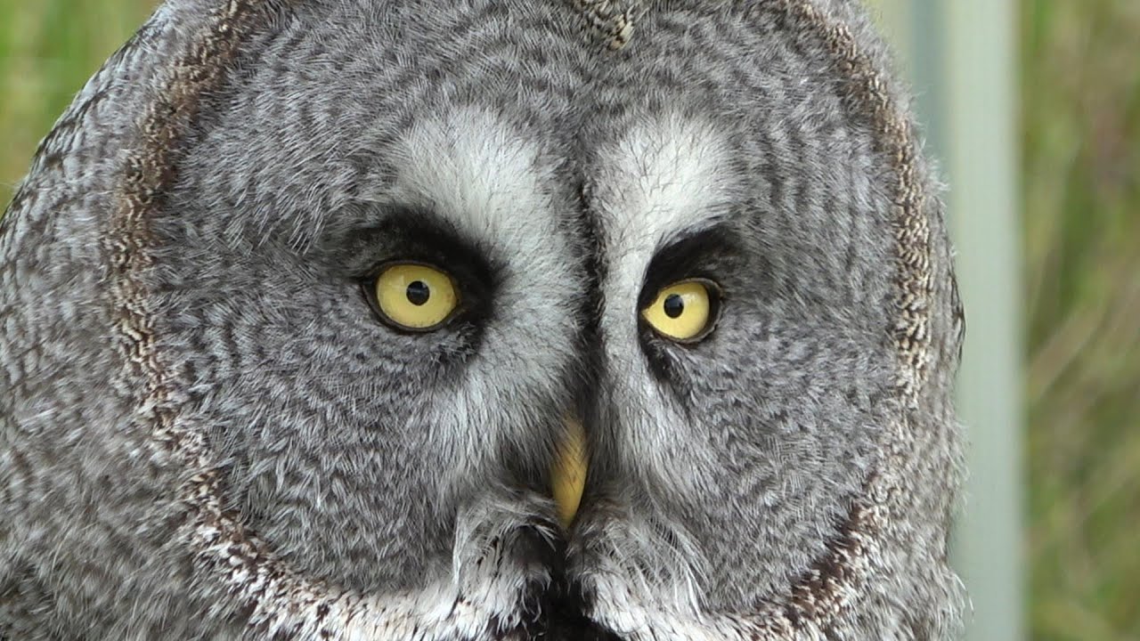 BIRDS OF PREY - HAWKEYE FALCONRY AT THORESBY PARK