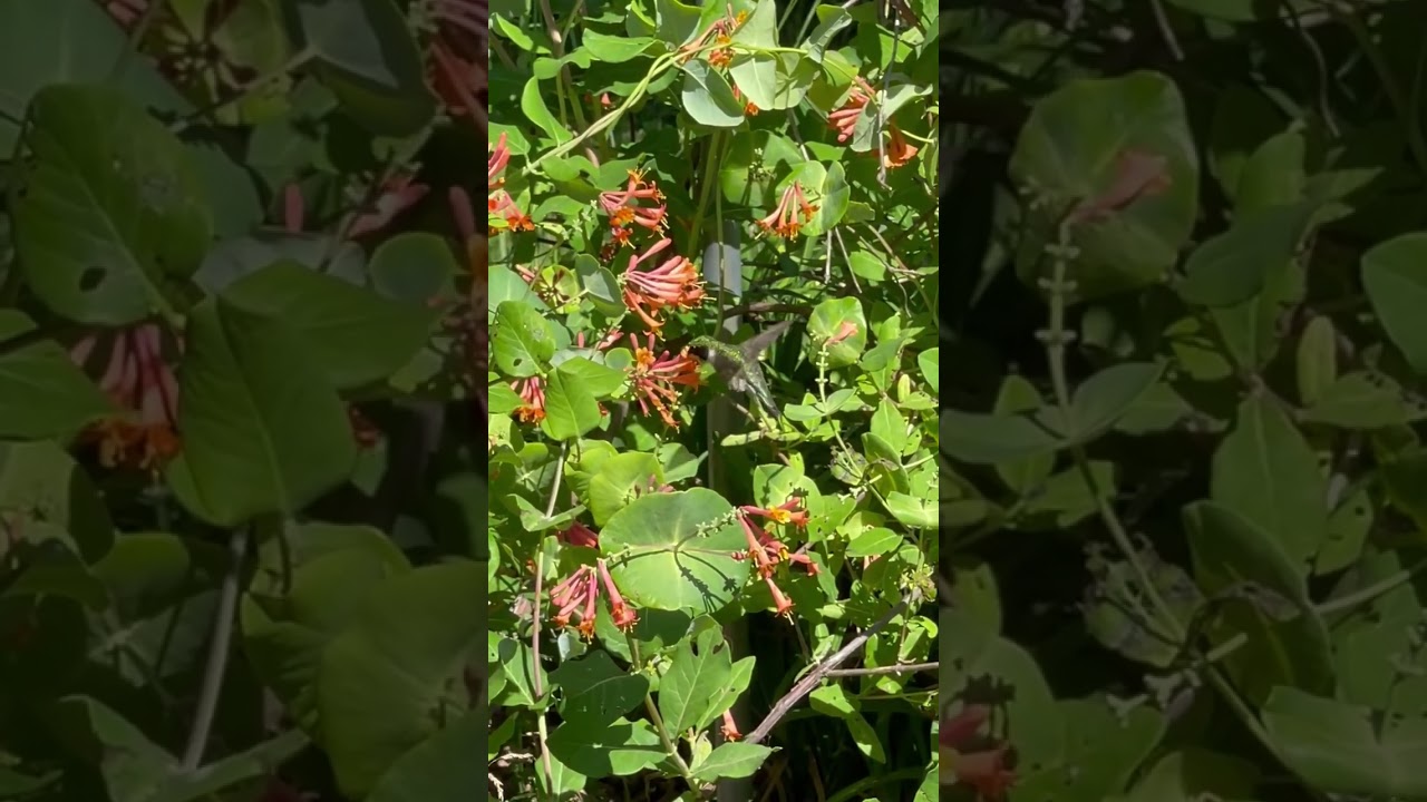 Hummingbird feeding on Honeysuckle flowers part 1