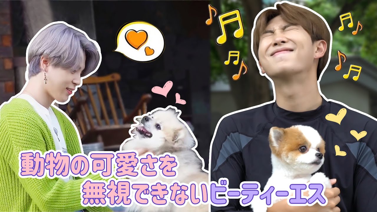 【BTS 日本語字幕】動物の可愛さを無視できないビーティーエス