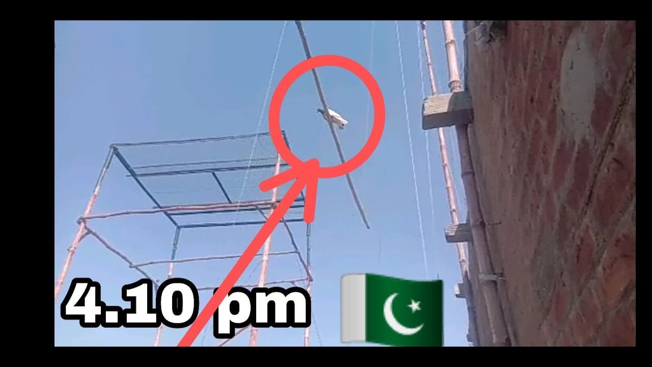 New kabootar  pakadne hi 4.10 pm Amir Ali pigeon