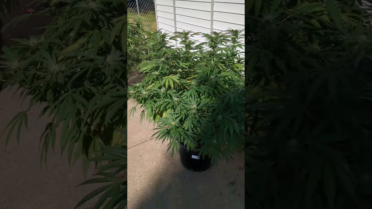 Legal Craft Cannabis Strains Minnesota Homegrow Project!!!   @ThePolishBigfoot