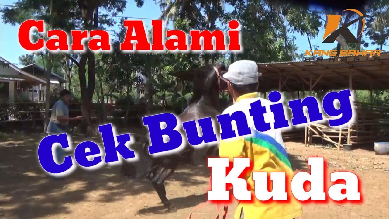 Susahnya Cek Kuda Bunting atau Tidak dengan Cara Alami. Bunting atau Birahi ya Sob...