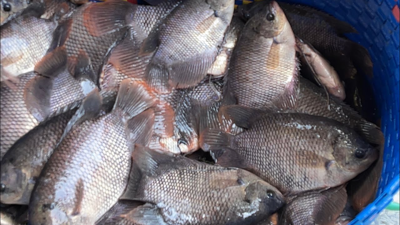 Cá tai tượng nuôi cũng lây thấy nó lớn quá nên sang ao  rộng hơn cho cá mau lớn hơn . #fish #ca