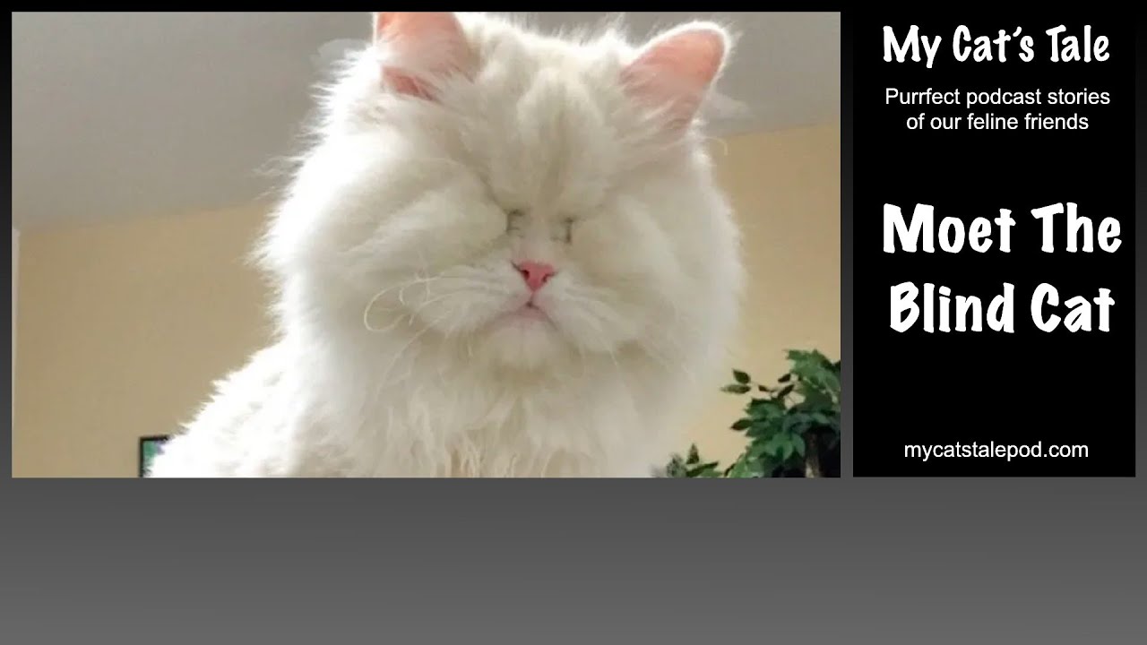 My Cat's Tale: Moet The Blind Cat