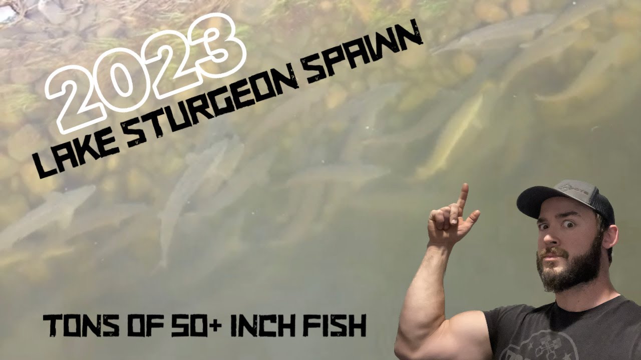 STURGEON SPAWN 2023 - Life as a 30+ yr/old Sturgeon