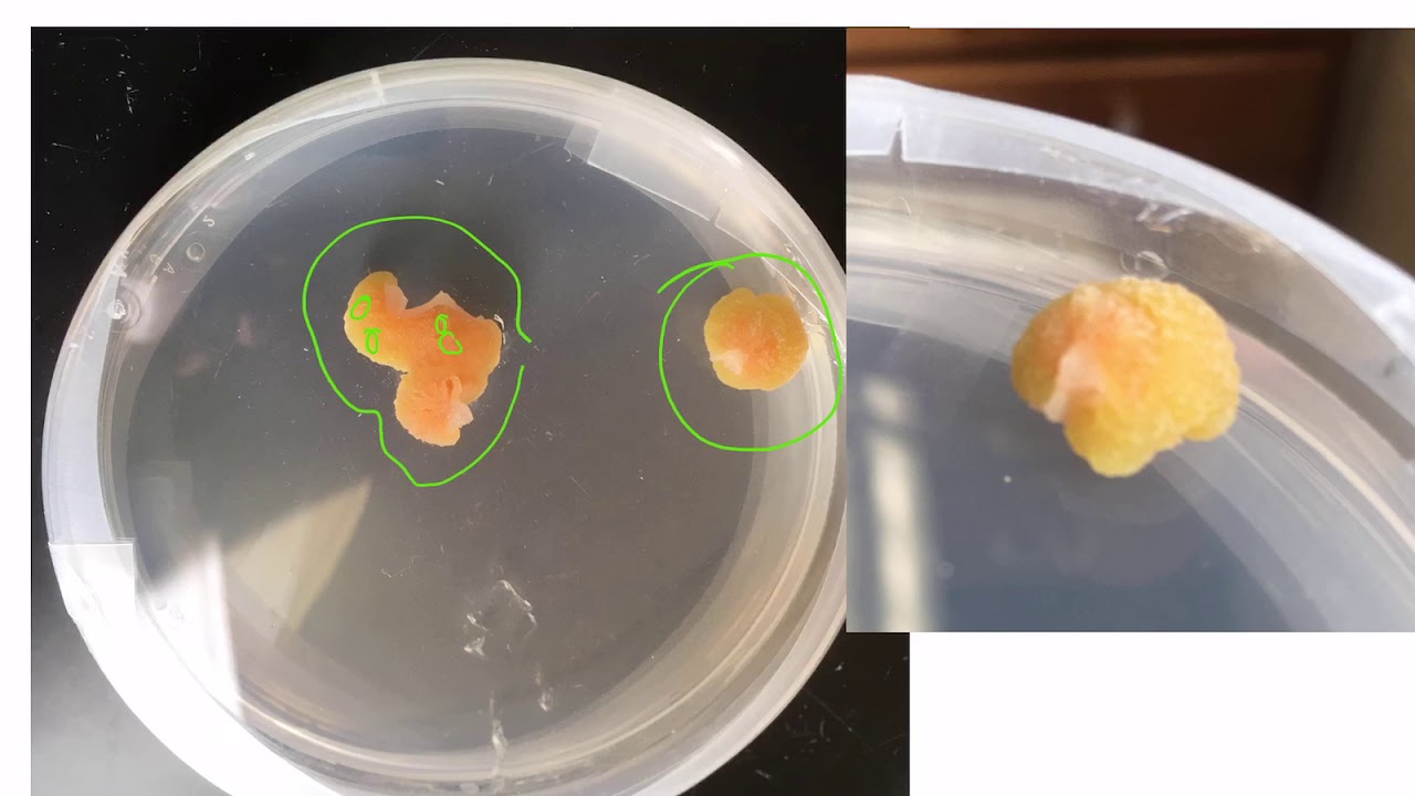 Carrot Callus Induction 5 - Day 21 - Plant Tissue Culture