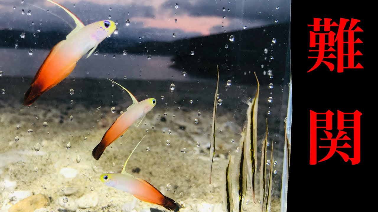 誰もが知ってる熱帯魚、捕獲難度はS級です。【ハタタテハゼを海水魚採集】