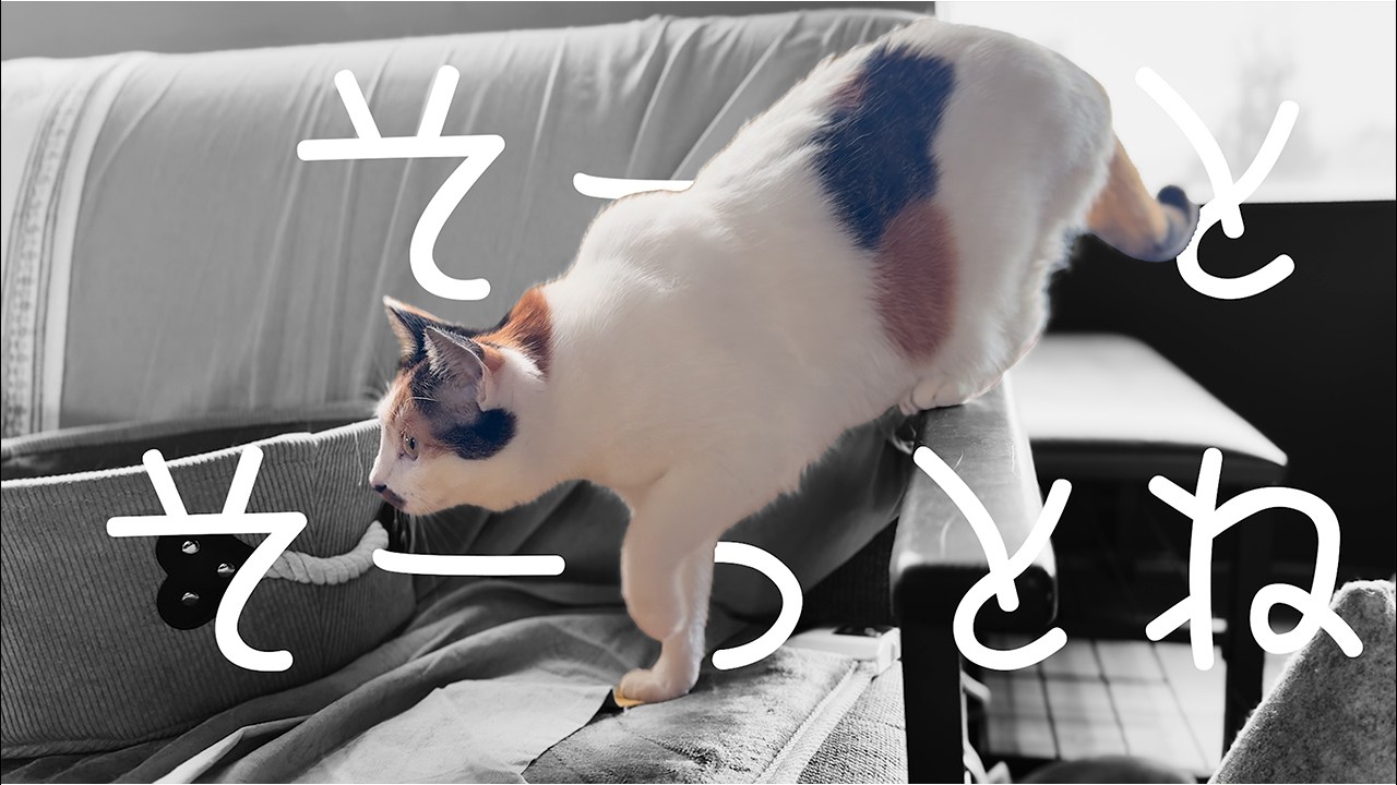 【猫の日常】スズメ不在の窓辺と、液体化した三毛猫ニコ。3匹の全力鬼ごっこに癒される休日。