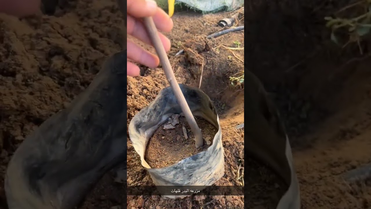 يعتبر العناية بشتلات المانجو أمرًا مهمًا لضمان نموه ..فقد يكون هناك عدة عوامل تؤثر في ذلك.#مانجو