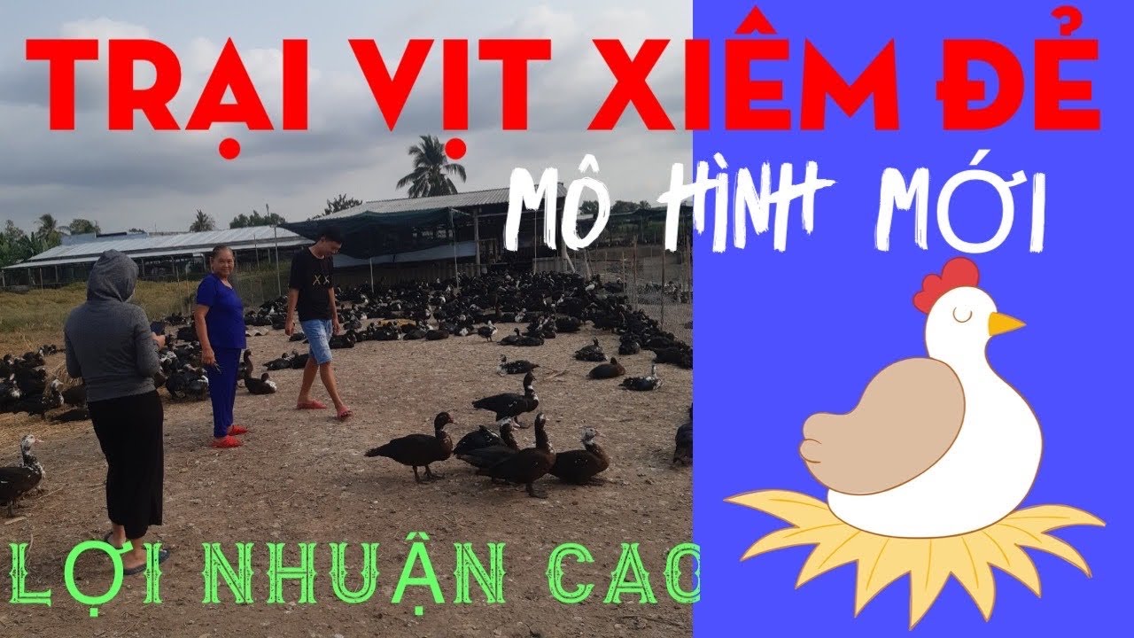 THĂM TRẠI VỊT XIÊM ĐẺ KHÉP KÍN- KẾT HỢP NUÔI CÁ KHÔNG TỐN THỨC ĂN - LỢI NHUẬN CAO