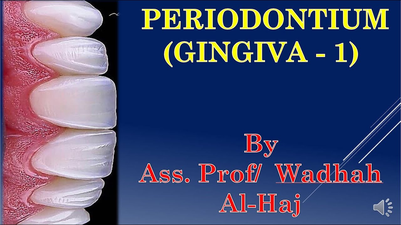 2- Periodontium -1  (Gingiva -1) -  Dr Wadhah Periodontology lectures. د/ وضاح الحاج