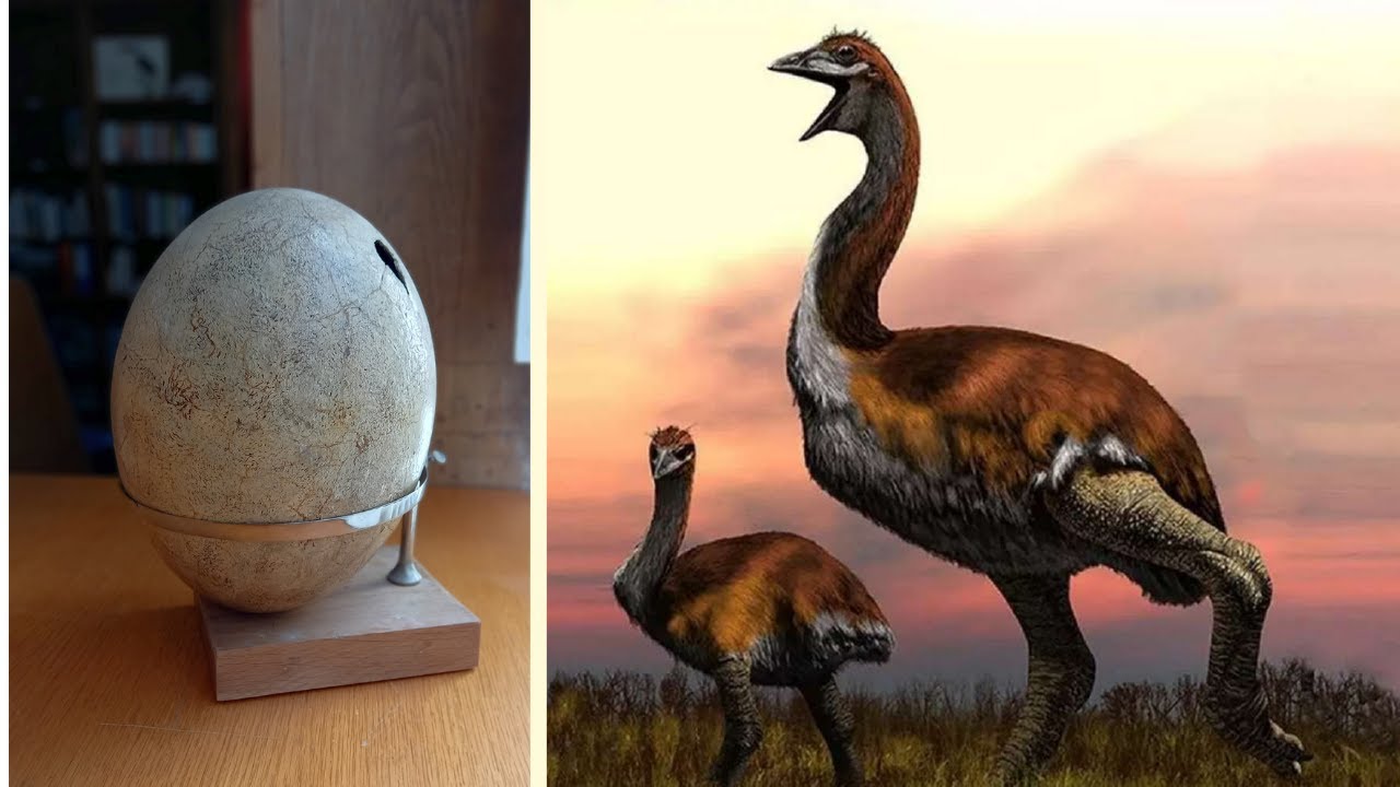 L'Oeuf d'Aepyornis, l'oiseau-éléphant de Madagascar | Le Muséum sur les Ondes