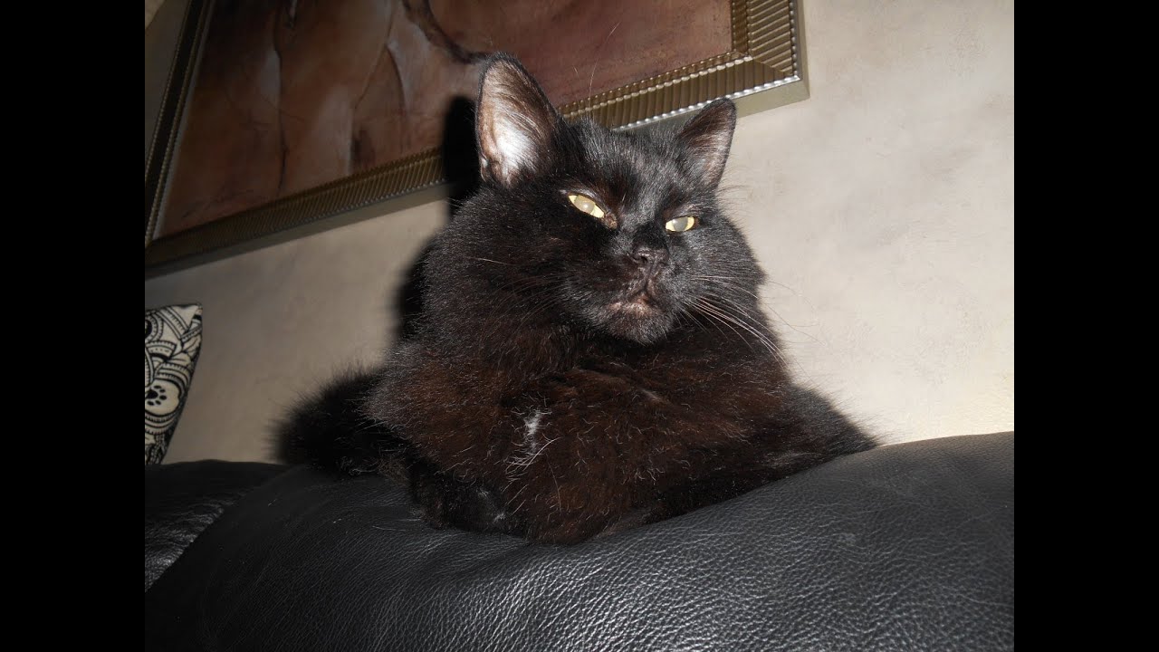 THE WORLDS MOST TALKATIVE CAT! IT'S MARCO TIME!