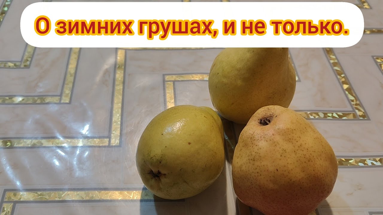 О зимних сортах груши, и не только .