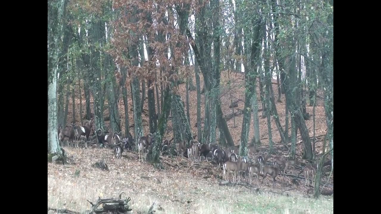 Big herd of muflon ovis musimon.