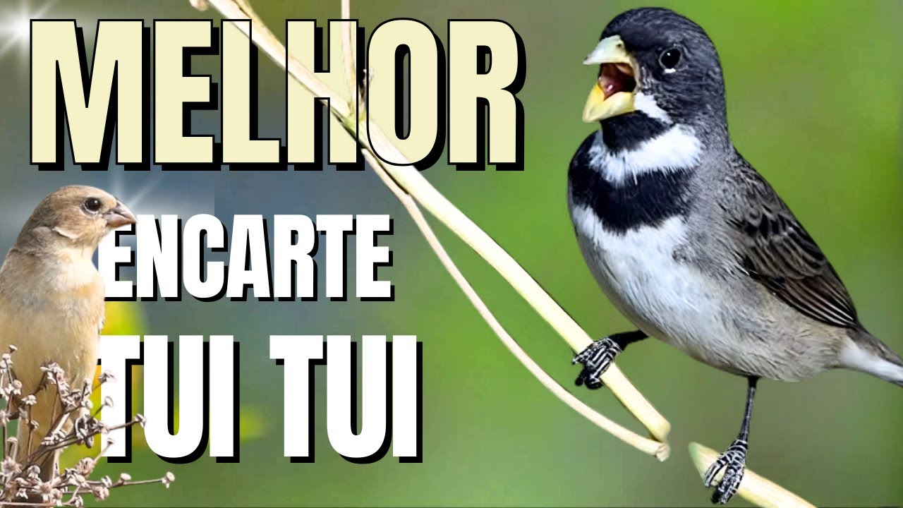 🟢 MELHOR CANTO DE COLEIRO TUI TUI PARA ENCARTE DE COLEIRO🟢🟢&Aacute;UDIO COM F&Ecirc;MEA - TURBINE SEU COLEIRO 🟢