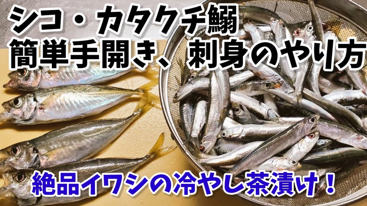 旬のシコイワシ簡単手開き刺身のやり方と絶品冷やしお茶漬け/カタクチイワシ/釣魚いわし料理/やすまるだし/釣り人必見‼️
