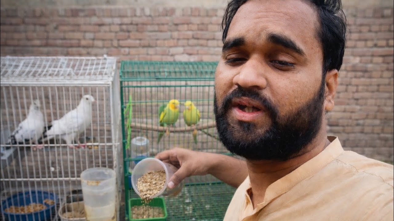 Aaj bagair Munh dhoye Birds ke pass a gaye