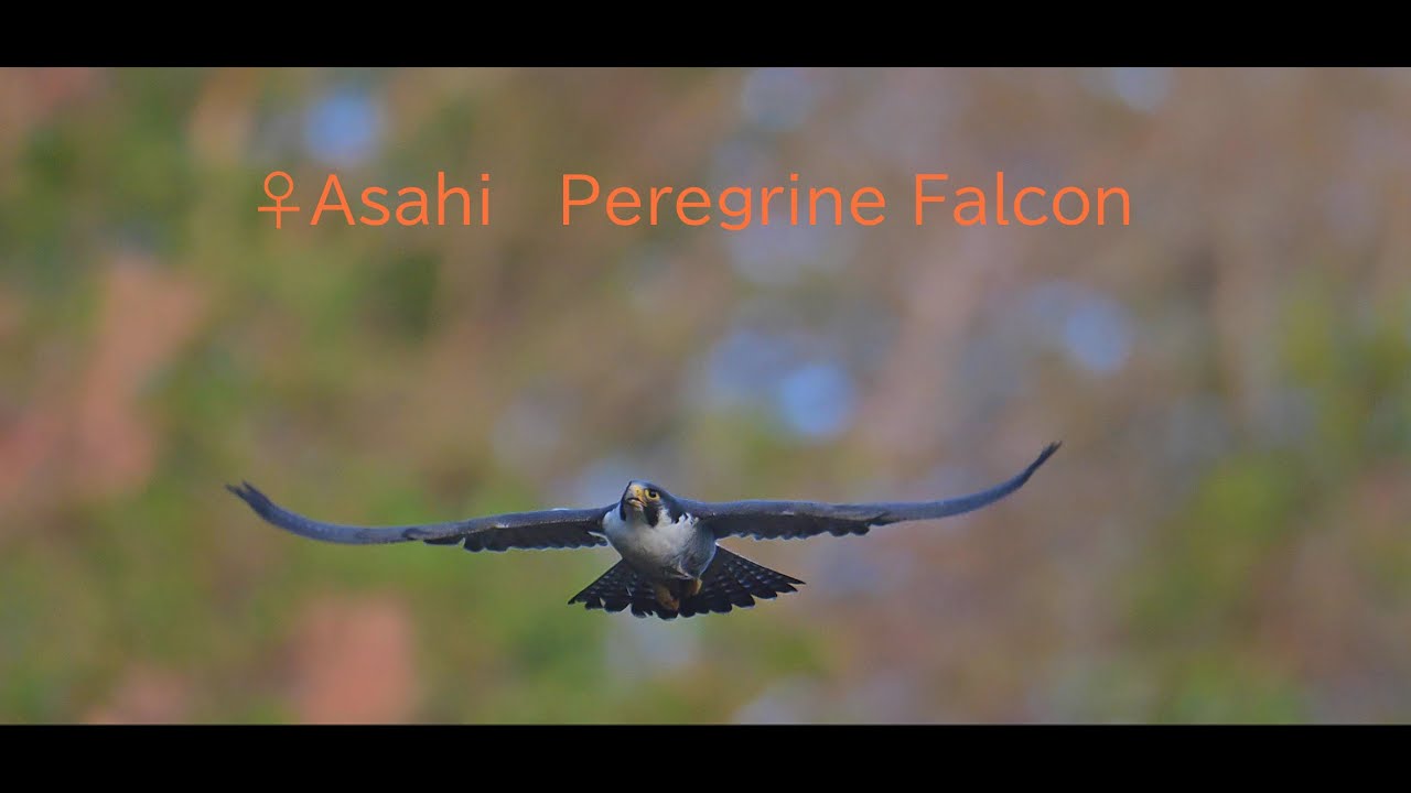 ♀Asahi   Peregrine Falcon