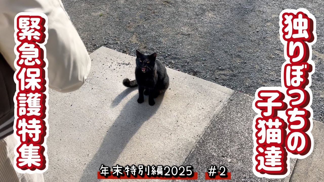 【保護猫】独りぼっちの子猫達　年末特別編2025　#2025 (保護特集)