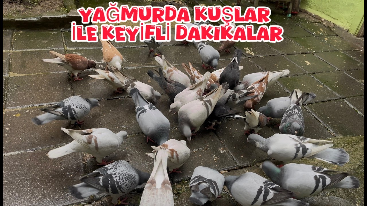 YAĞMURLU BİR GÜVERCİNLERİM İLE KEYİFLİ DAKKİKALAR ( AFKANIN RATSIZ )