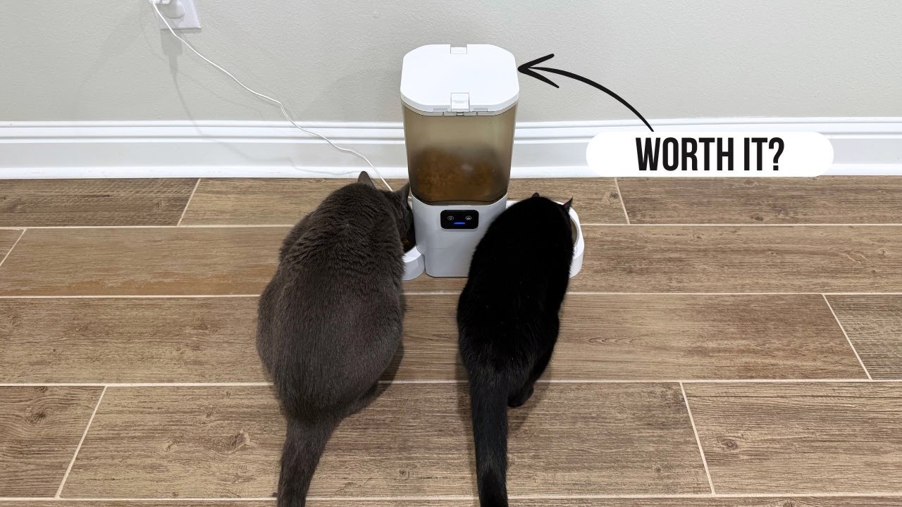 This Cat Feeder Lets You Watch & Talk to Your Cats! 😻