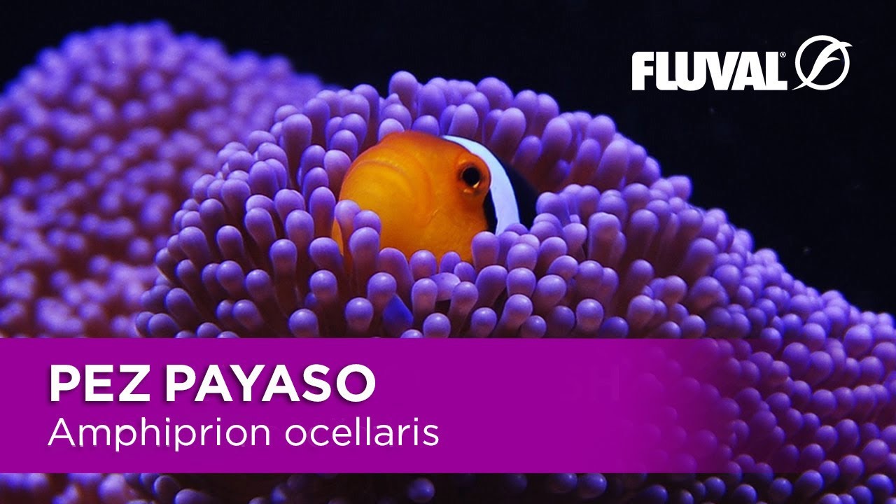 Especie destacada Amphiprion Ocellaris | Pez Payaso