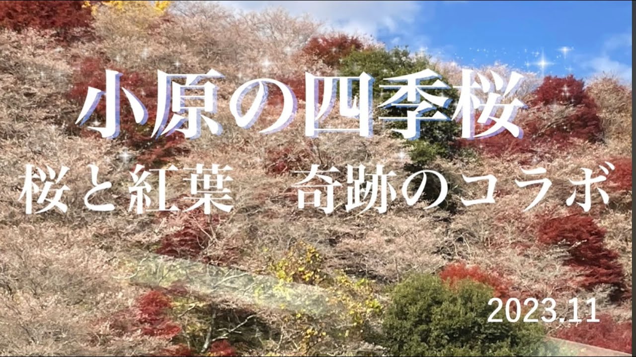 小原の四季桜　桜と紅葉　奇跡のコラボ