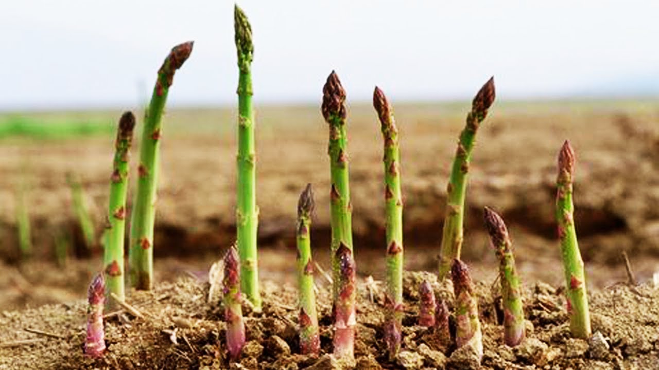 How to grow asparagus from seeds, sprouting after 17 days