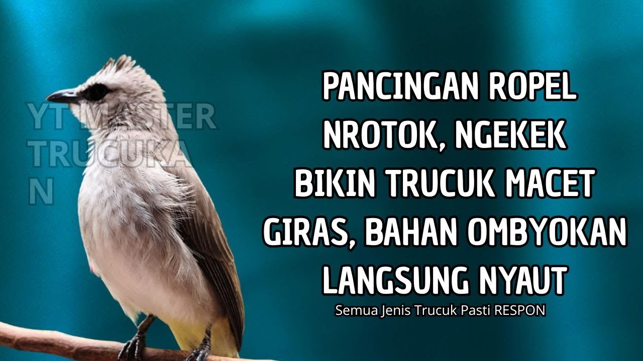 Trucukan GACOR ngalas ROPEL PANJANG suara alam AMPUH buat pancingan jadikan trucuk Gacor GARUDA