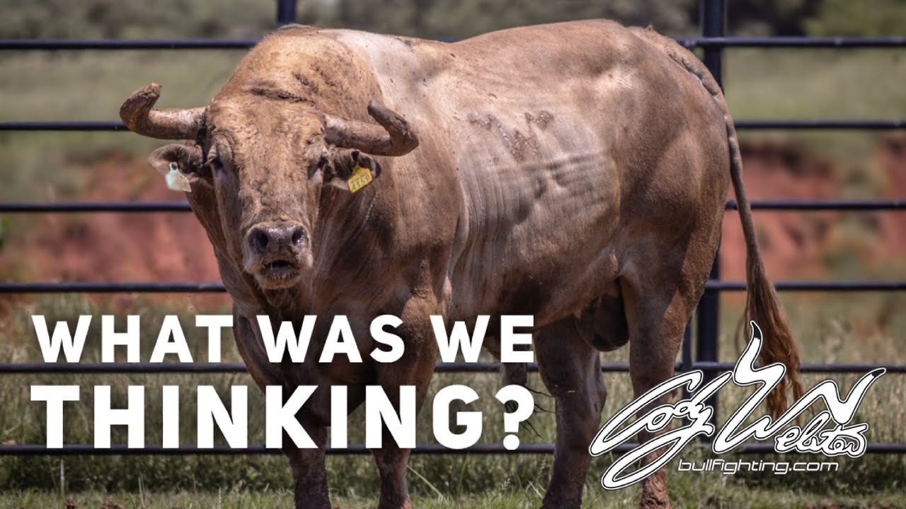 BAD BAD BULL&rsquo;S - Behind the Chutes #219 