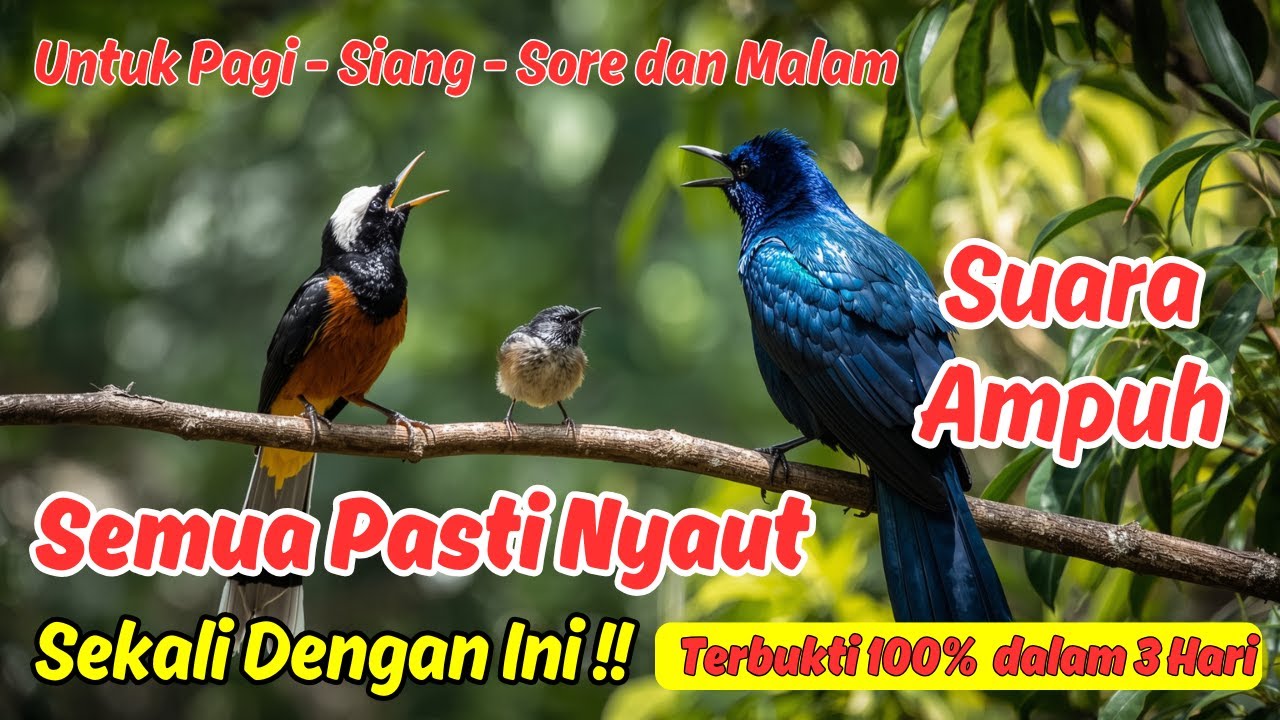Masteran Murai Batu Bikin Bukaan Cepat dan Nembak Keras